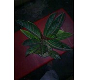 Aglaonema Pride of Sumatera Mutasi 
