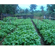 bibit jabon