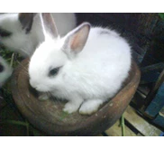 Kelinci Hotot