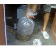 Bibit ikan air tawar