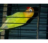 kandang burung, kandang burung lovebird , kandang burung kenari, kandang ternak, ternak burung lovebird, burung parkit, burung kenarii, burung, kandang, rumah kandang, sangkar burung, sangkar, kandang burung, sangkar , lovebird