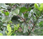 Minyak Daun Jeruk Purut ( Kaffir Lime Oil)