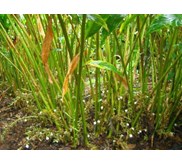 Minyak Kapulaga ( Cardamom Oil)