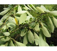 Minyak Kilemo ( Litsea Cubeba Oil)