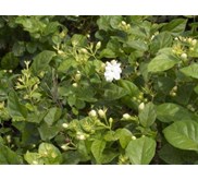 Minyak Melati Absolut, Sambac ( Jasmine Absolute Oil, Sambac)