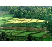 BELI HASIL BUMI