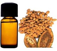 Minyak Coklat ( Cacao Oil)