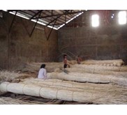 rotan sega