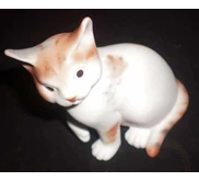 Cute Kitten