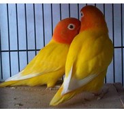 lovebird