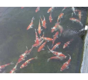 Ikan koi