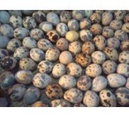 Telur puyuh fresh Omega 3