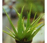 LIDAH BUAYA ~ Aloe Vera ~ Medicinal aloe ~ Indonesian Lidah Buaya ~ Organic Aloe Vera plant * * SMS= + 6281-32622-0589 * * SMS= + 6281-901-389-117 * * SMS= + 62858-7638-9979 * * Email= Nurida479@ yahoo.com