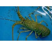 Lobster laut hidup dan beku