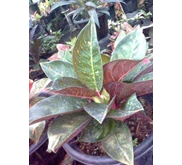 Aglaonema Tiara Black Mutasi
