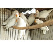 lovebird albino