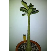 ADENIUM SOCOTRANUM CAUDEX 8, 5 CM