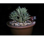 dorstenia lavrani form bagus banget( SOLD)