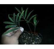 E.gratus seedling( SOLD)