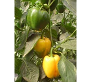 PAPRIKA HIJAU