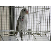 lovebird Putih semu abu2x