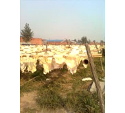 Split Kulit Sapi