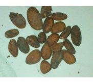coklat