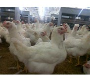 UKM Budidaya Ayam Broiler