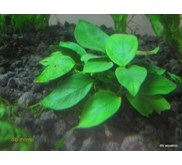 Anubias sp