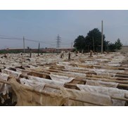Cowsplit kulit sapi asal Cina
