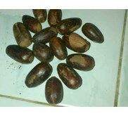 pala lonjong cangkang