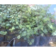 bibit cabe jamu cabe jawa lempuyang