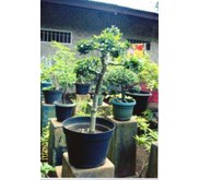Bonsai Kiserit 4