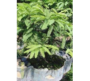 Bonsai Asam Mata - Belakang