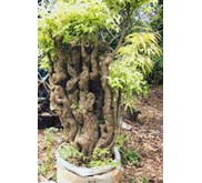 Bonsai Anting Putri 2