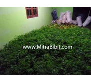 [ Jual ] Bibit Mindi , Benih Mindi , Biji Mindi
