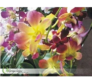 Anggrek dendrobium