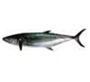 Tenggiri/ Kakap/ Marlin/ Mahi2