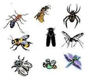 Pest Control ( Pengendalian Serangga)