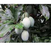 bibit mangga madu singaraja