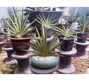 Oma Lien Sansevieria