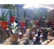 Oma Lien Sansevieria