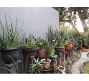 Menjual bermacam2 Jenis Sansevieria