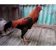 Sangkuriang