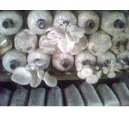 baglog jamur