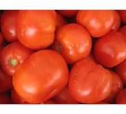 tomat merah
