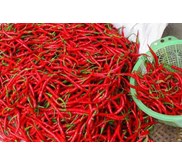 TW MERAH / CABE MERAH BESAR
