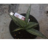 Sansevieria kanlayensis silver varigata A