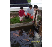 Bermain ikan