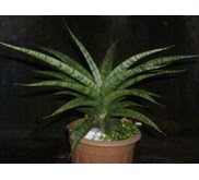 Sansevieria kanlayensis